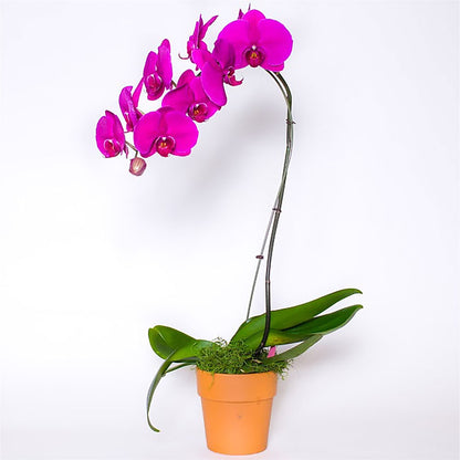 Single Colored Orchid in Pot –  Tom Thumb, Pleasanton CA