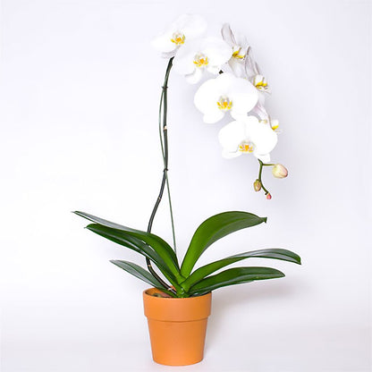 Single White Orchid in Pot –  Tom Thumb, Pleasanton CA