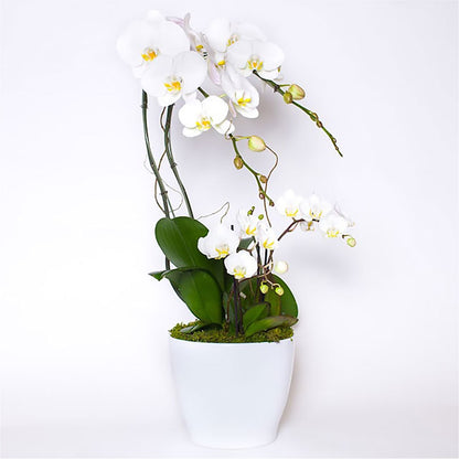 Orchid Garden Deluxe –  Tom Thumb, Pleasanton CA