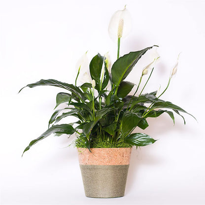 Spathiphyllum Plant –  Tom Thumb, Pleasanton CA