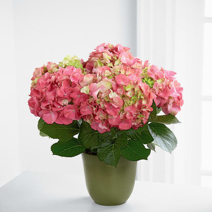 Pink Hydrangea Planter –  Tom Thumb, Pleasanton CA
