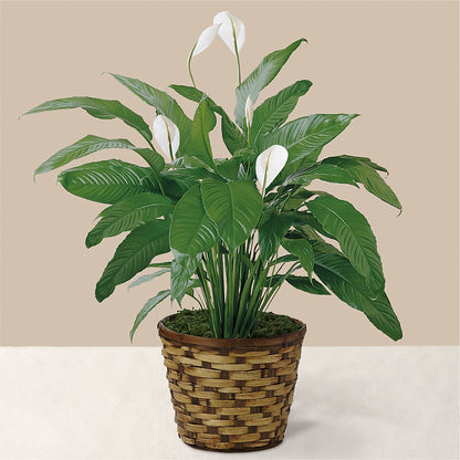 Tranquil Moments Peace Lily Plant –  Tom Thumb, Pleasanton CA