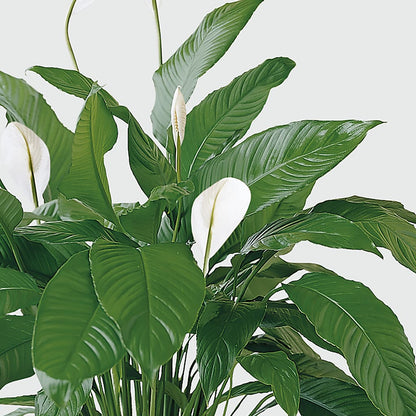 Tranquil Moments Peace Lily Plant –  Tom Thumb, Pleasanton CA