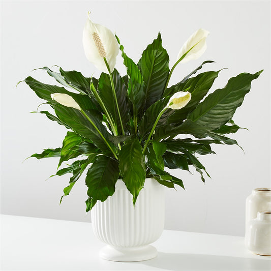 Comfort Planter –  Tom Thumb, Pleasanton CA