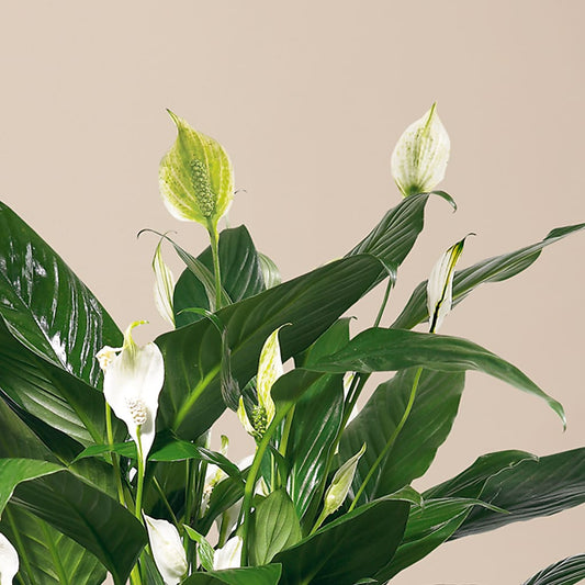 Comfort Planter –  Tom Thumb, Pleasanton CA