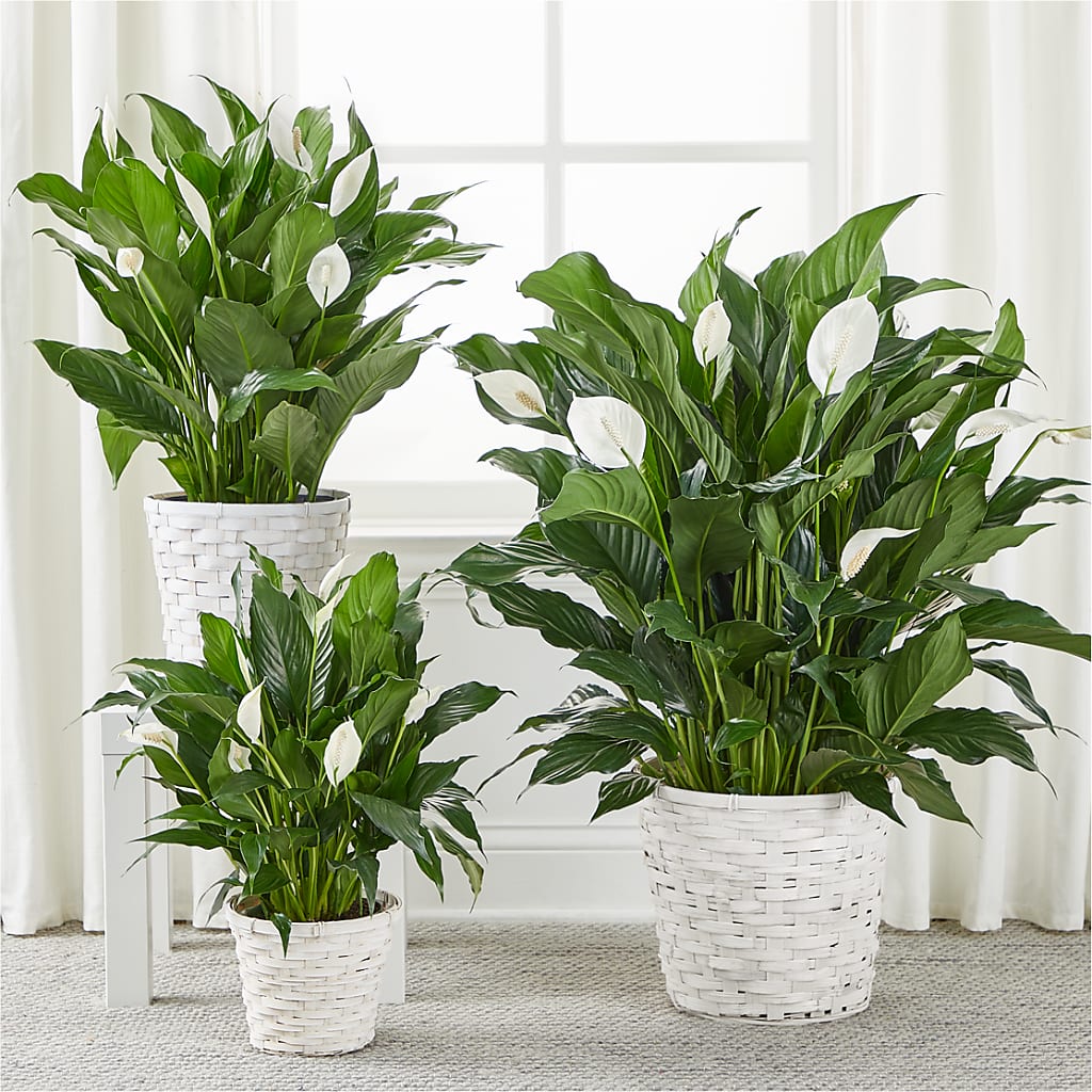 A New Leaf Peace Lily –  Tom Thumb, Pleasanton CA