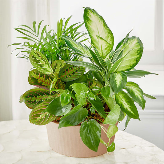 Balance & Harmony Dishgarden –  Tom Thumb, Pleasanton CA