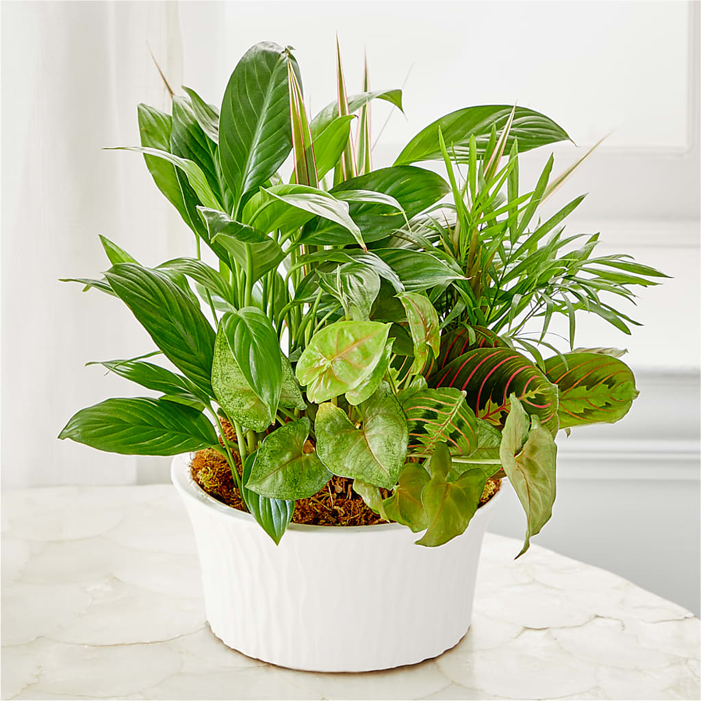 Balance & Harmony Dishgarden –  Tom Thumb, Pleasanton CA