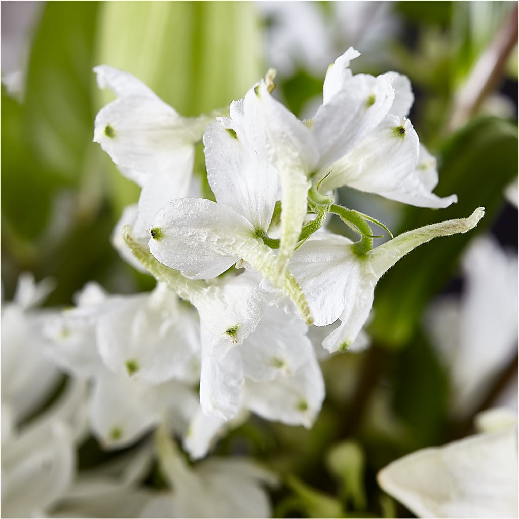 Classic Ivory – A Florist Original –  Tom Thumb, Pleasanton CA